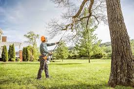 Best Tree Cabling and Bracing  in Eagan, MN